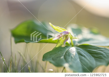 Enrique soup 125902723