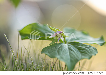 Enrique soup 125902724