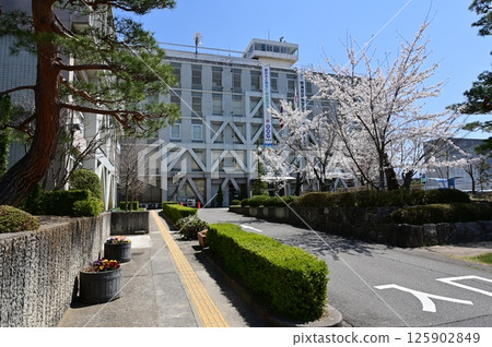 政府機關、松本市政廳(長野縣)和櫻花 政府機關、松本市政廳(長野縣)和櫻花 125902849