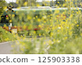 Mooka Railway crossing a railroad crossing surrounded by rape blossoms 125903338