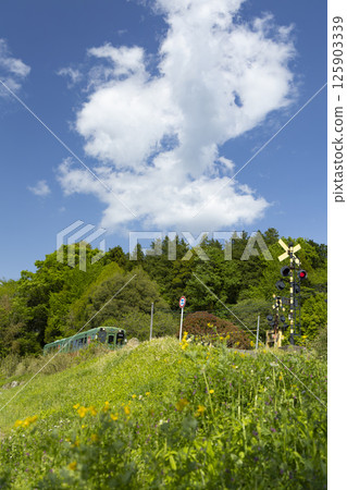 Fresh greenery, blue skies and the Mooka Railway 125903339