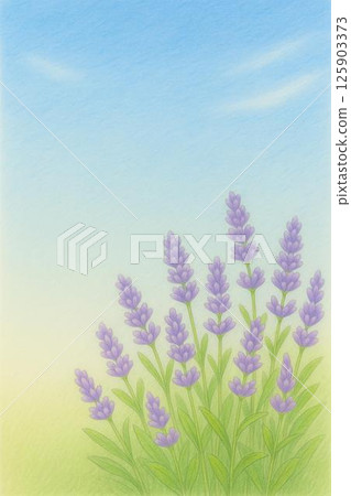 明信片薰衣草 125903373