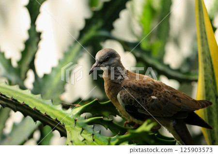 Portrait of bird, into the eyes of bird  125903573