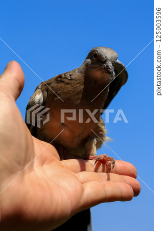 Portrait of bird, into the eyes of bird  125903596
