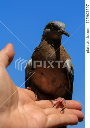 Portrait of bird, into the eyes of bird Portrait of bird, into the eyes of bird 125903597