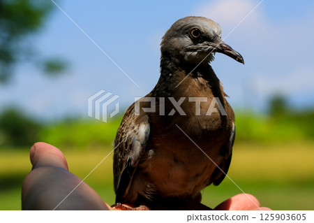 Portrait of bird, into the eyes of bird Portrait of bird, into the eyes of bird 125903605