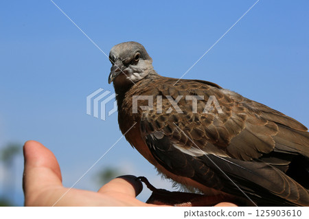 Portrait of bird, into the eyes of bird Portrait of bird, into the eyes of bird 125903610