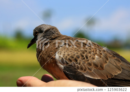 Portrait of bird, into the eyes of bird  125903622
