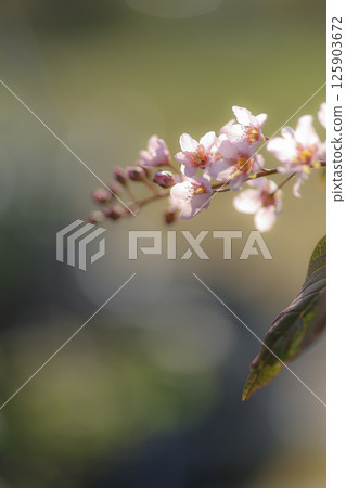 江藏水櫻 江藏水櫻 125903672