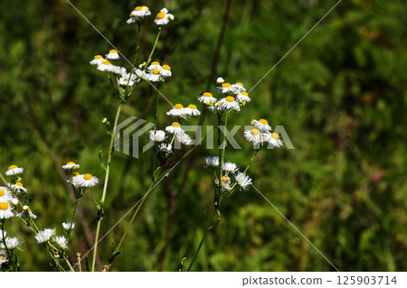 Erigeron annuus annual fleabane, daisy fleabane, or eastern daisy fleabane, daisy family. Erigeron annuus annual fleabane, daisy fleabane, or eastern daisy fleabane, daisy family. 125903714