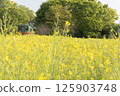 Mooka Railway in a rapeseed flower field 125903748