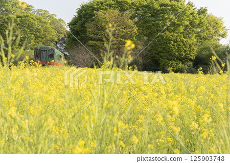 油菜田裡的真岡鐵路 125903748
