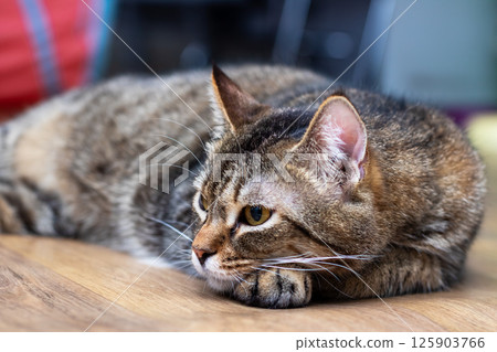 A Graceful Tabby Cat is Lying Relaxed and Comfortable at Home, Enjoying Its Cozy Surroundings A Graceful Tabby Cat is Lying Relaxed and Comfortable at Home, Enjoying Its Cozy Surroundings 125903766