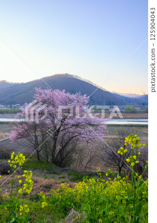 西川沿岸盛開的一棵櫻花樹[安曇野] 125904043