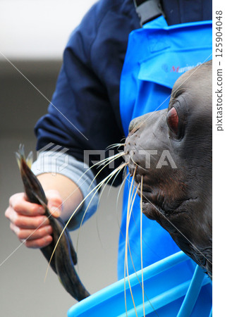 新潟市立水族館 Marinepia 日本海海獅 125904048