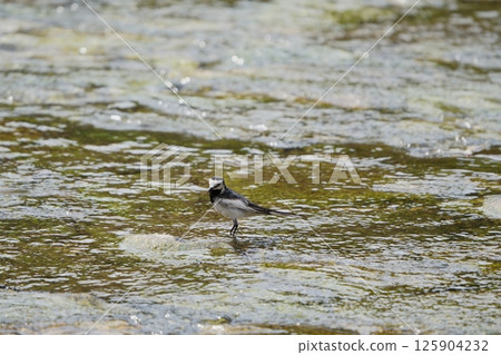 A white wagtail bathing in a river 125904232