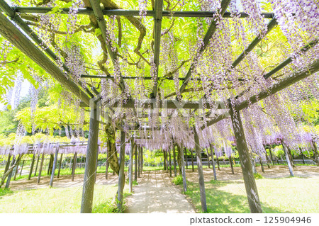 白井大町富士公園:富士花盛開 白井大町富士公園:富士花盛開 125904946