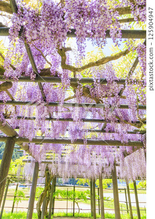 白井大町富士公園:富士花盛開 白井大町富士公園:富士花盛開 125904947