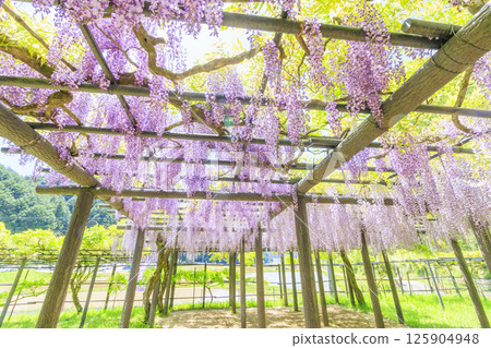 白井大町富士公園：富士花盛開 125904948