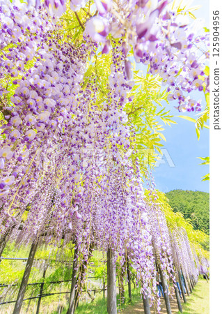 白井大町富士公園：富士花盛開 125904956