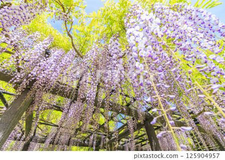 白井大町富士公園：富士花盛開 125904957