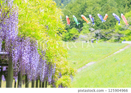 Shirai Omachi Fuji Park: Fuji flowers in full bloom 125904966