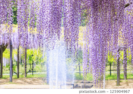 Shirai Omachi Fuji Park: Fuji flowers in full bloom 125904967