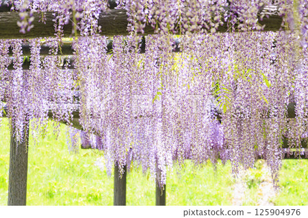 Shirai Omachi Fuji Park: Fuji flowers in full bloom 125904976
