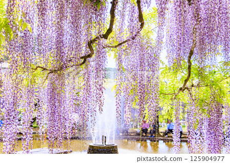 Shirai Omachi Fuji Park: Fuji flowers in full bloom 125904977