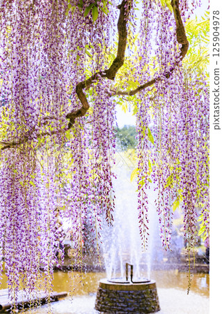 白井大町富士公園：富士花盛開 125904978