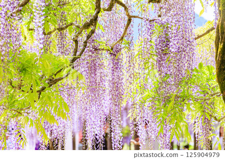 白井大町富士公園：富士花盛開 125904979