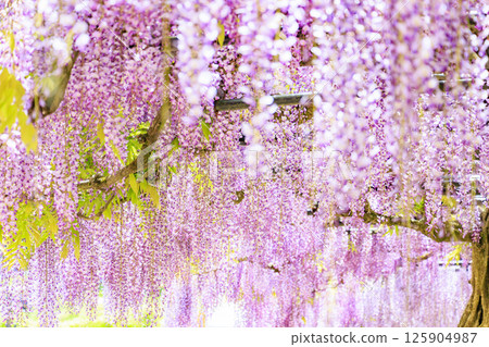Shirai Omachi Fuji Park: Fuji flowers in full bloom Shirai Omachi Fuji Park: Fuji flowers in full bloom 125904987