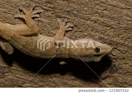 Boettger's wall gecko. Boettger's wall gecko. 125905502