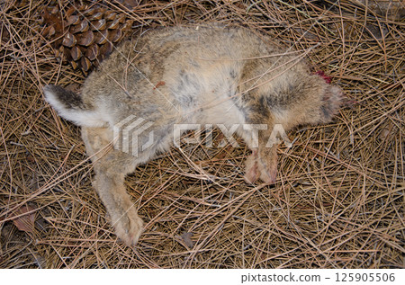 Remains of a European rabbit. Remains of a European rabbit. 125905506