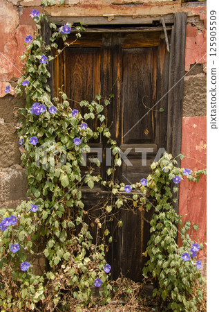 Morning glory on a door. Morning glory on a door. 125905509