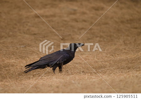 Common raven Corvus corax canariensis. Common raven Corvus corax canariensis. 125905511