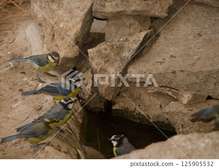 African blue tits at a water source. African blue tits at a water source. 125905532