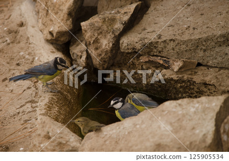 African blue tits at a water source. African blue tits at a water source. 125905534