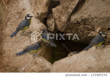 African blue tits at a water source. African blue tits at a water source. 125905535