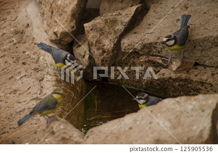 African blue tits at a water source. 125905536