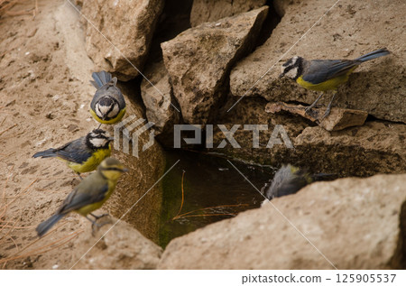 African blue tits at a water source. African blue tits at a water source. 125905537