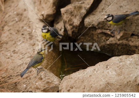 African blue tits at a water source. African blue tits at a water source. 125905542