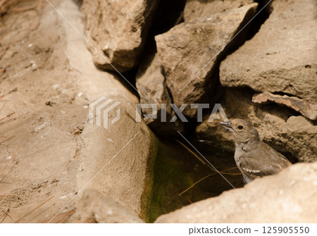 Gran Canaria blue chaffinch. 125905550