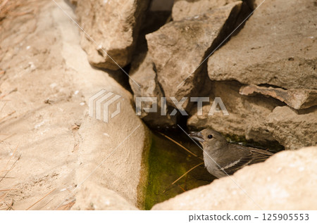 Gran Canaria blue chaffinch. Gran Canaria blue chaffinch. 125905553