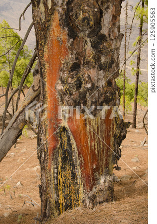 Trunk of Canary Island pine. 125905563