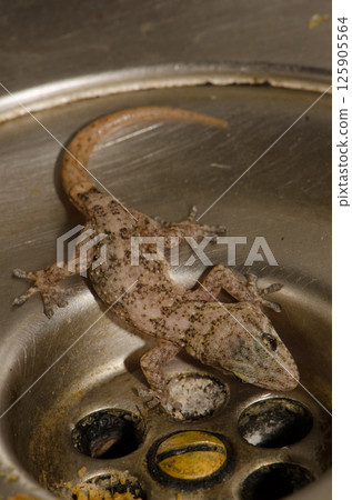 Boettger's wall gecko. 125905564