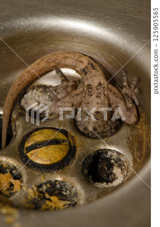 Boettger's wall gecko. 125905565