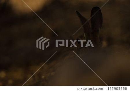 European rabbit Oryctolagus cuniculus. European rabbit Oryctolagus cuniculus. 125905566