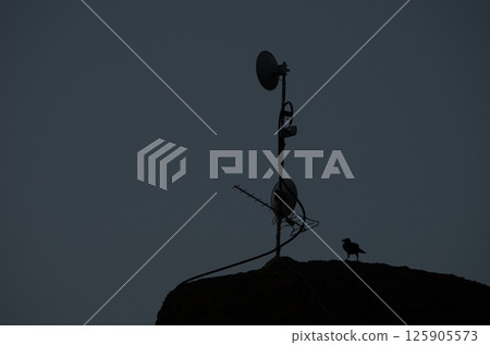 Common raven an antenna. 125905573