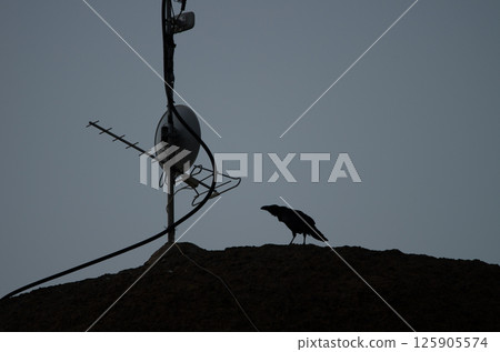 Common raven an antenna. 125905574